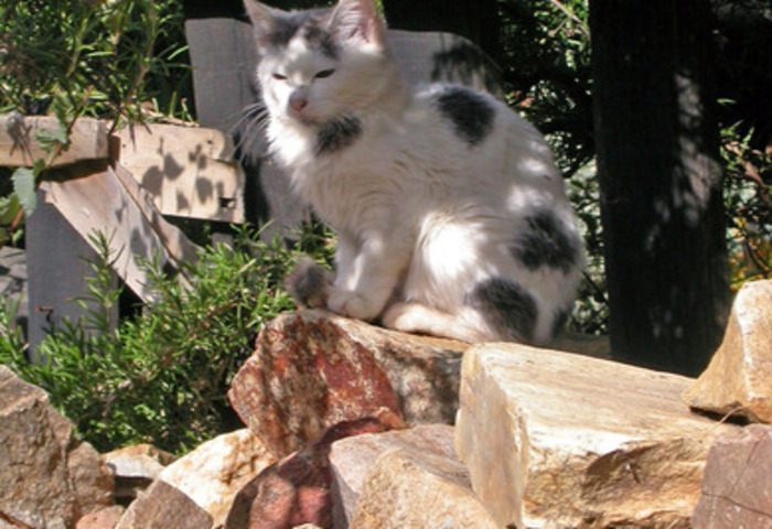 gato