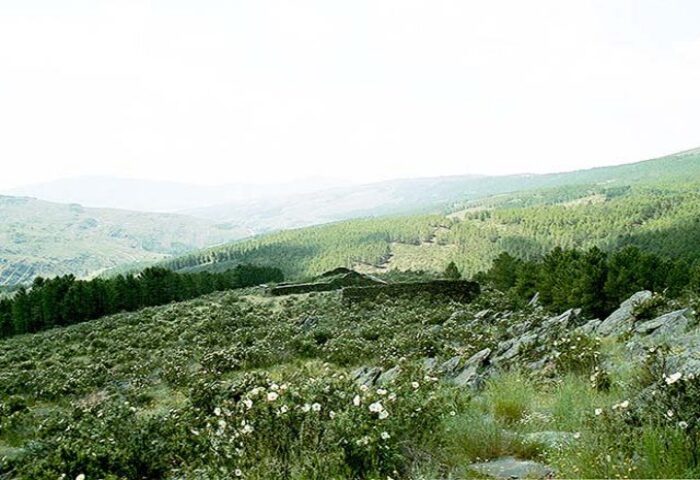 vistas