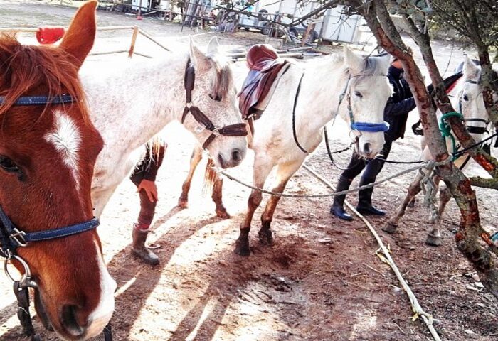 caballos atados