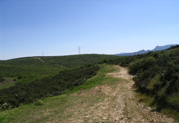 ruta con vegetacion