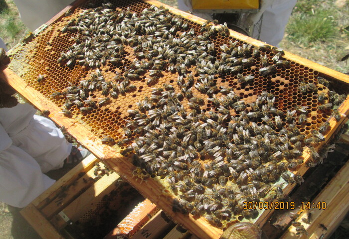 Apicultura La Retama