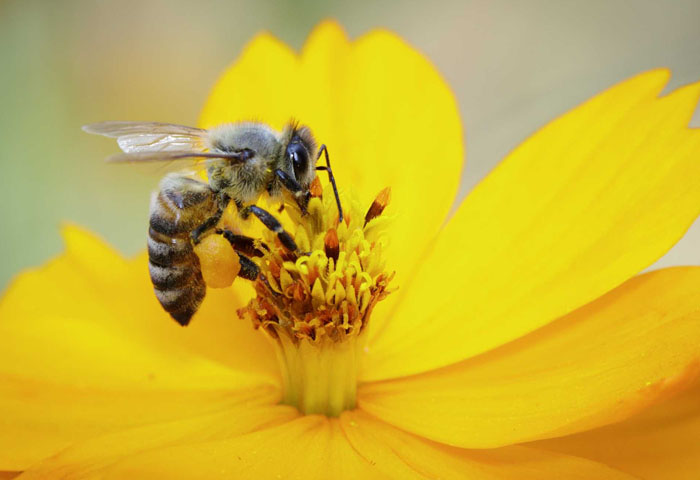 día mundial de las abejas