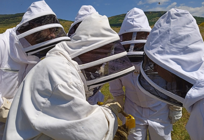 apicultura en braojos