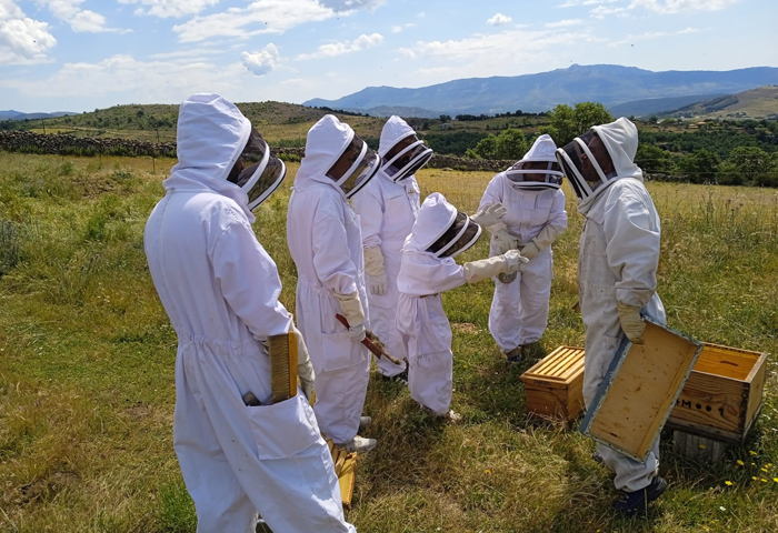 apicultura en braojos