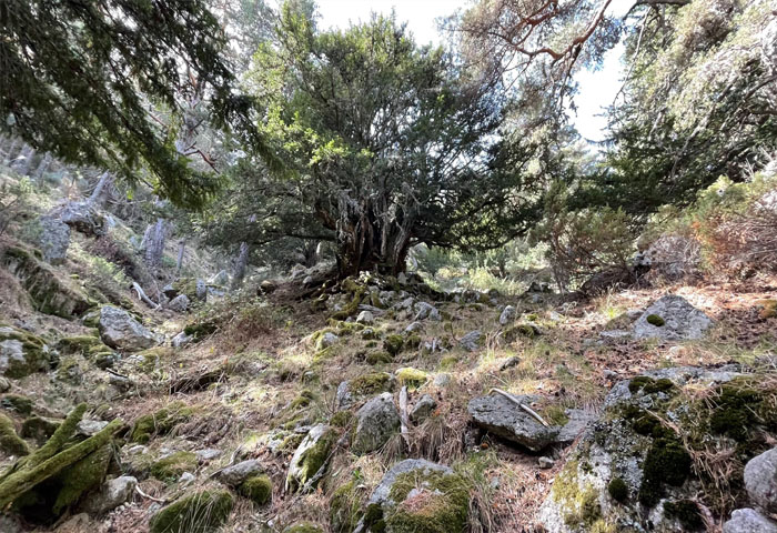 Los árboles te enseñarán a ver el bosque. - Sierra Norte de Madrid