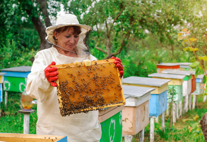apicultor por 1 día