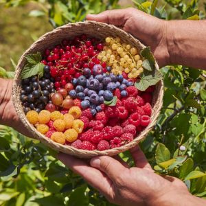 Bol de frutos del bosque