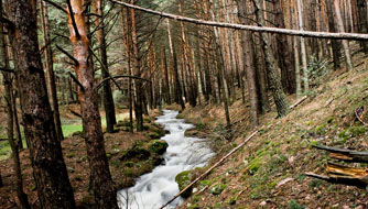 el pinar web