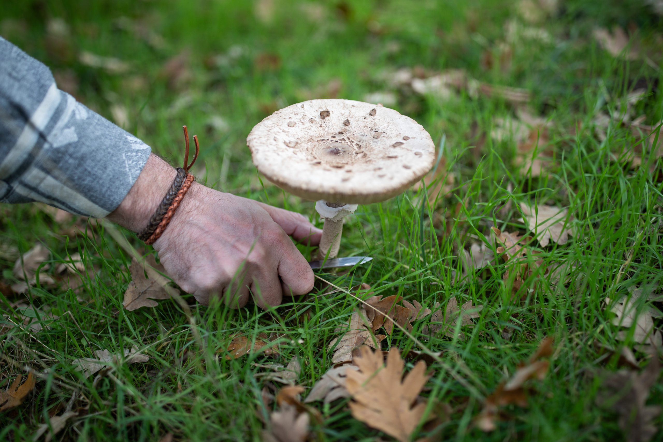 DEHESA ROBLEHORNO, MICOLOGIA, OTOÑO
