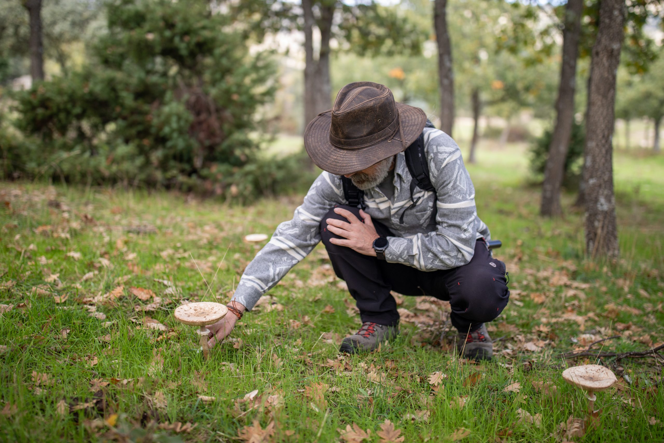 DEHESA ROBLEHORNO, MICOLOGIA, OTOÑO