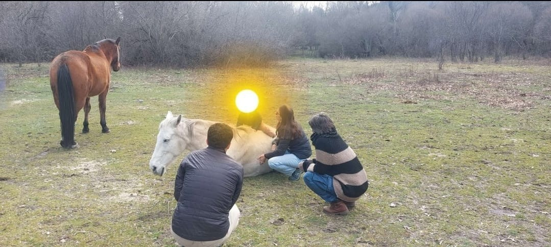 Comunicación y Juegos con caballos - hacer manada en familia