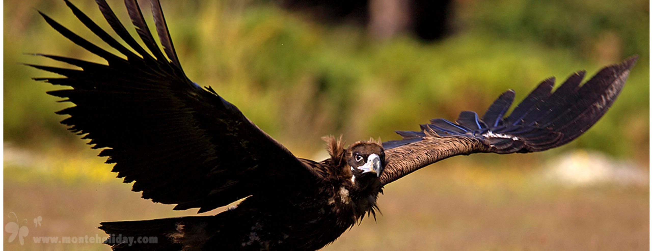 buitre-negro-birdwatching-vallelozoya-pnsierraguadarrama-madrid