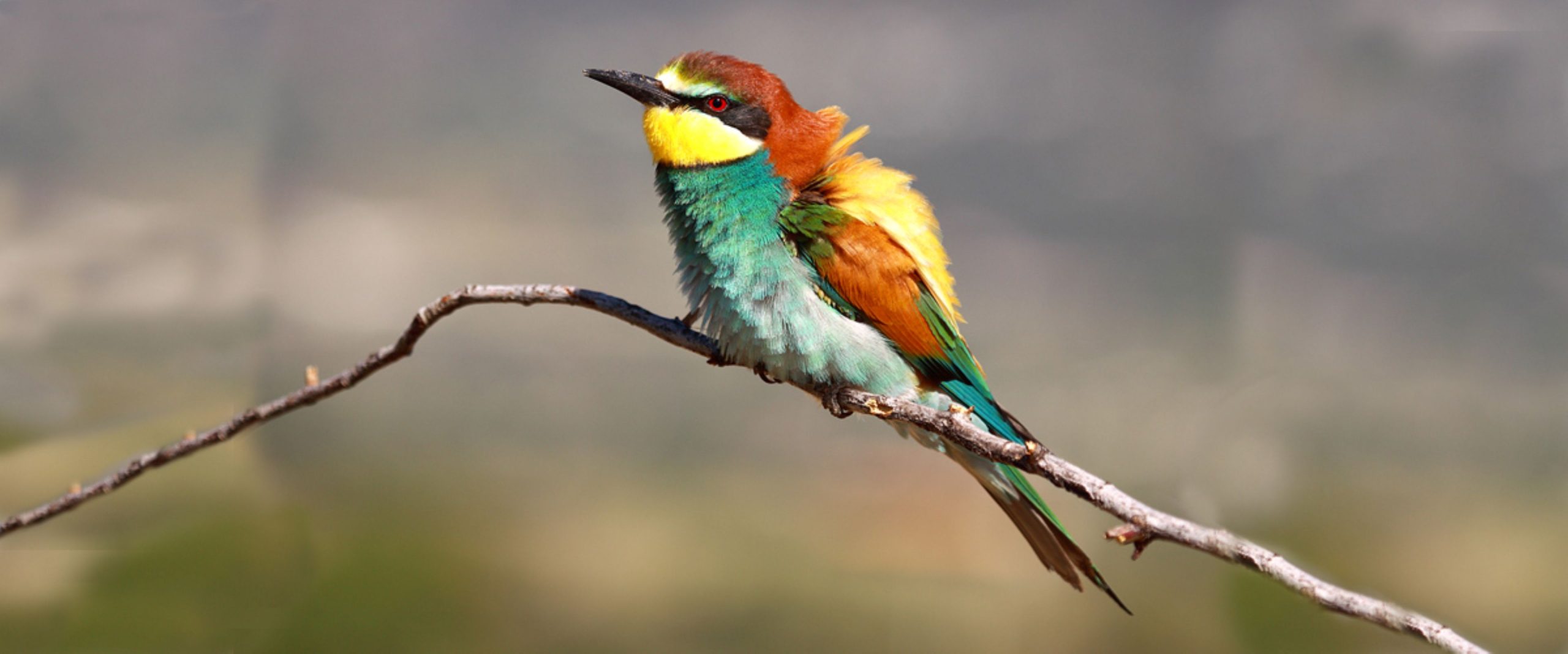 ecoturismo-y-birdwatching-sierra-de-guadarrama-madrid-Abejarucos-en-la-reserva-biologica-del-cerro-lozoya