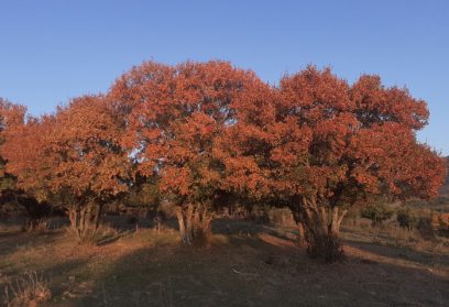 Rutas de otoño en la Sierra Norte de Madrid