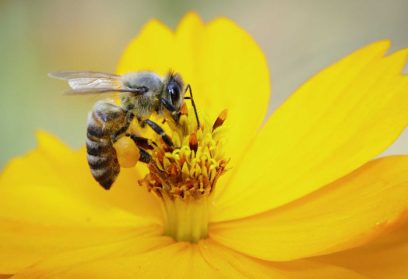 De flor en flor. Día Mundial de las abejas.