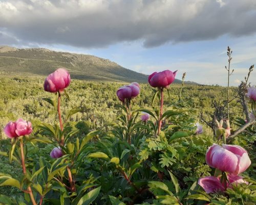 20200509_201433-2048x1536