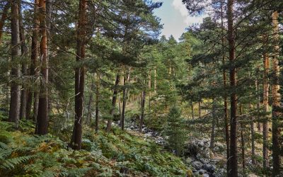 _2_17532 Rascafria rio arroyo bosque pinos