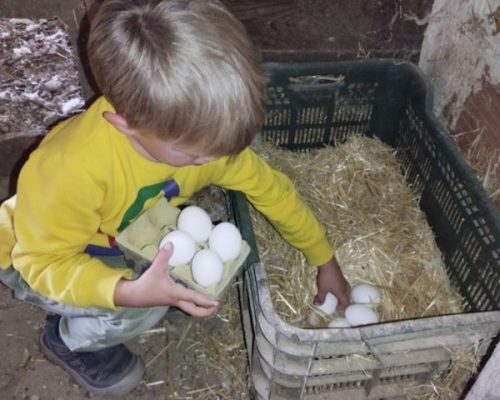 niño recogiendo huevos en un gallinero