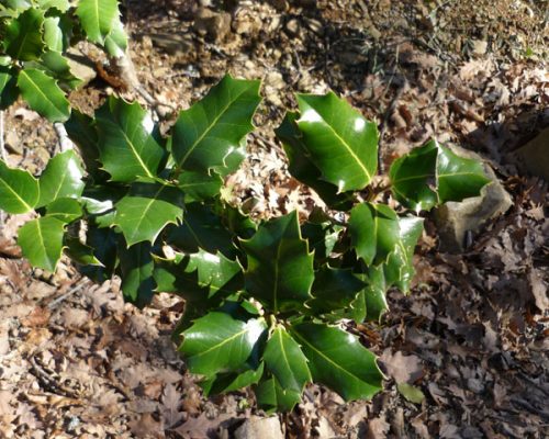 acebeda-de-Robregordo-2