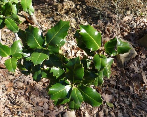 Acebeda-de-Robregordo-2