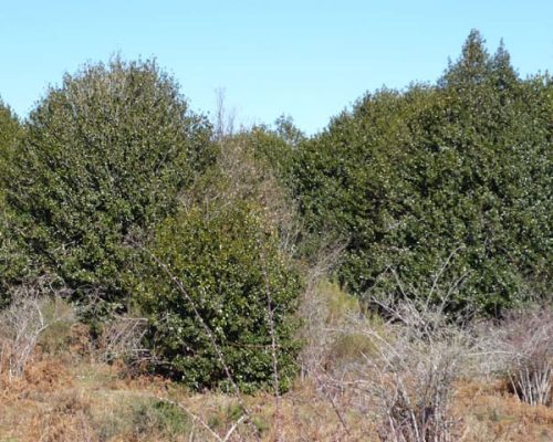 Acebeda-de-Robregordo-3