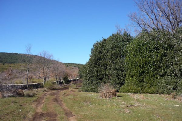 acebeda-de-Robregordo