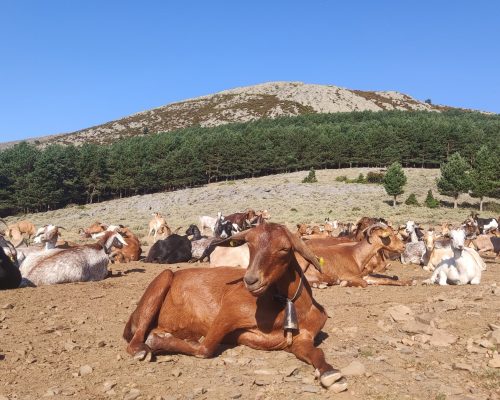 Acercamientopastoreo_CABRAS_LA_BARDA
