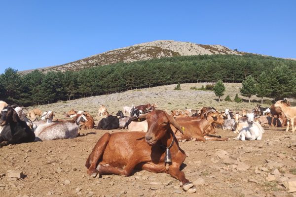 Acercamientopastoreo_CABRAS_LA_BARDA