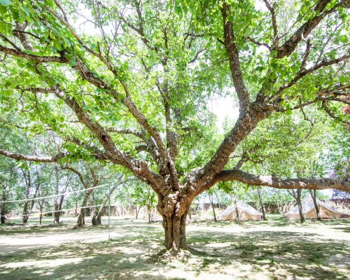 Árbol verde