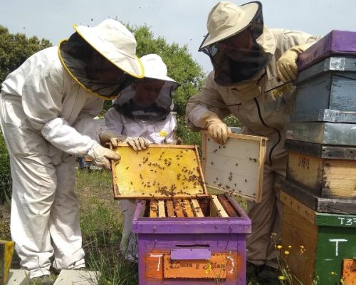 Apicultores abejas