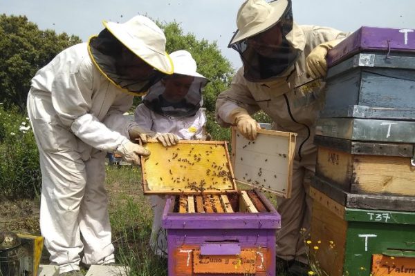 Apicultores abejas