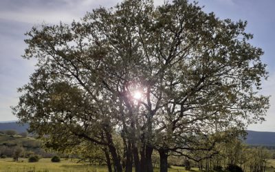 Árbol sol de fondo