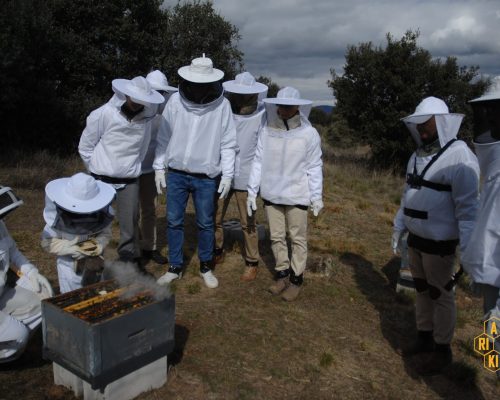 ArikiApicultura1