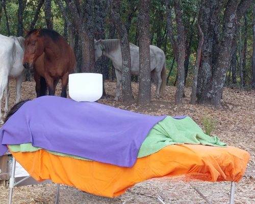 Bienestar con caballos