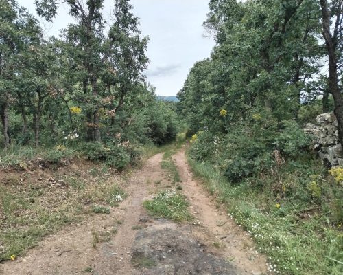 Camino interior campo