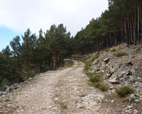 Camino con piedras peqeuñas y áboles