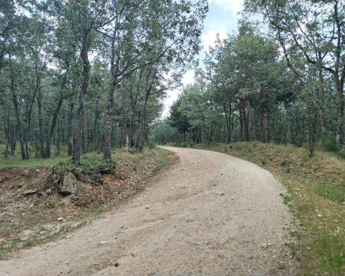 Camino curvo de tierra