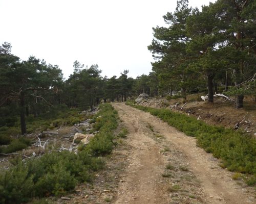 Camino ruta