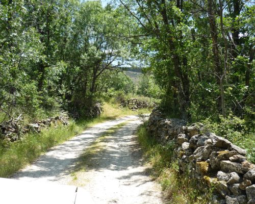 Camino rodeado verde