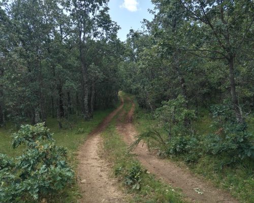 Camino de tierra en mitad de árboles