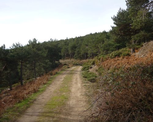 Camino marcas