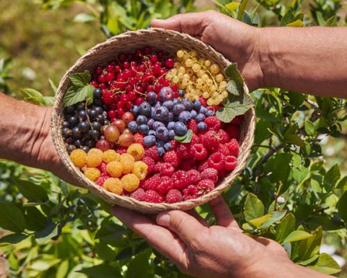 Cesta de frutos del bosque