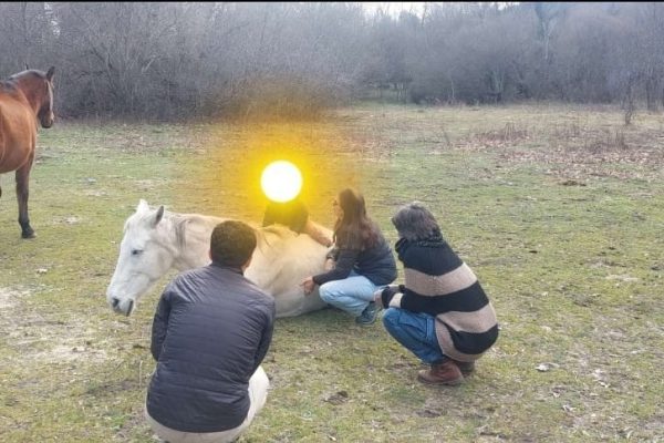 Comunicación y Juegos con caballos - hacer manada en familia