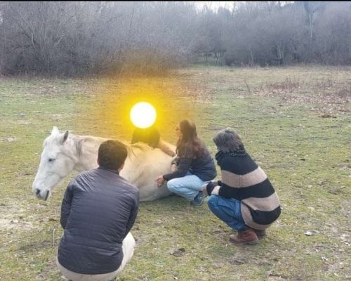 Comunicación y Juegos con caballos - hacer manada en familia
