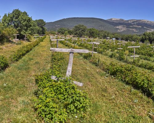 Cosecha de frutas grande