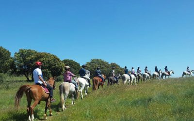 ruta a caballo por una pradera verde