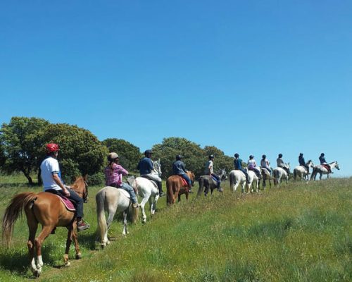 ruta a caballo por una pradera verde