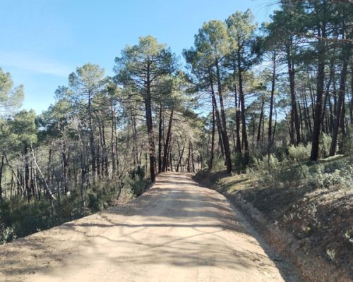 El pinar de Casasola en la Sierra Norte