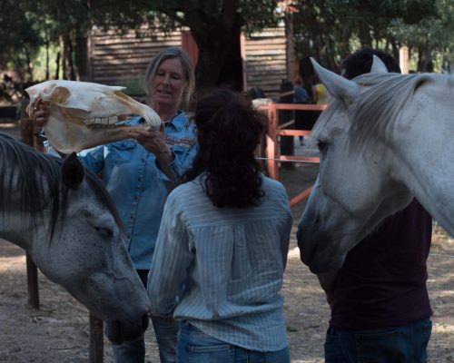 Equivalle_CaballosDeCerca_GPlanes