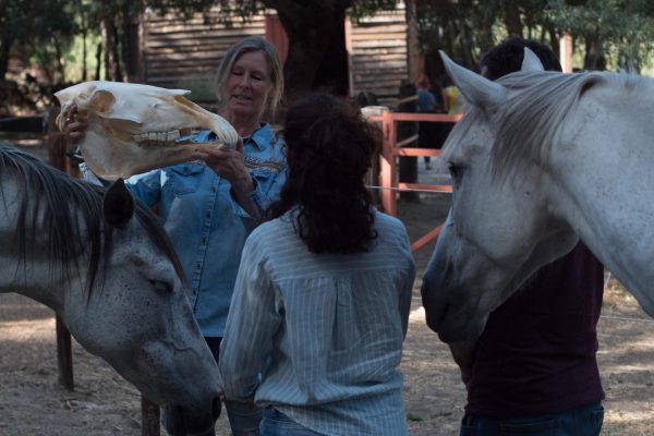 Equivalle_CaballosDeCerca_GPlanes